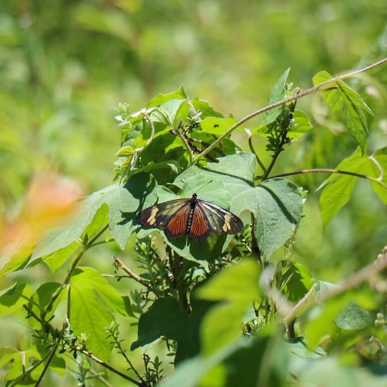 borboleta pousada bracatinga