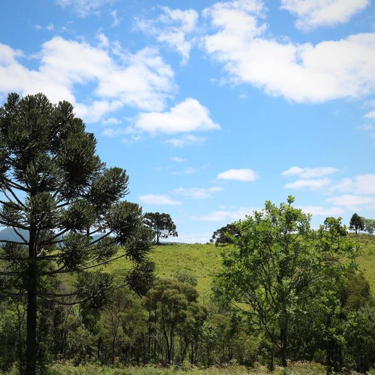 céu azul araucária vista cabana pousada santa catarina