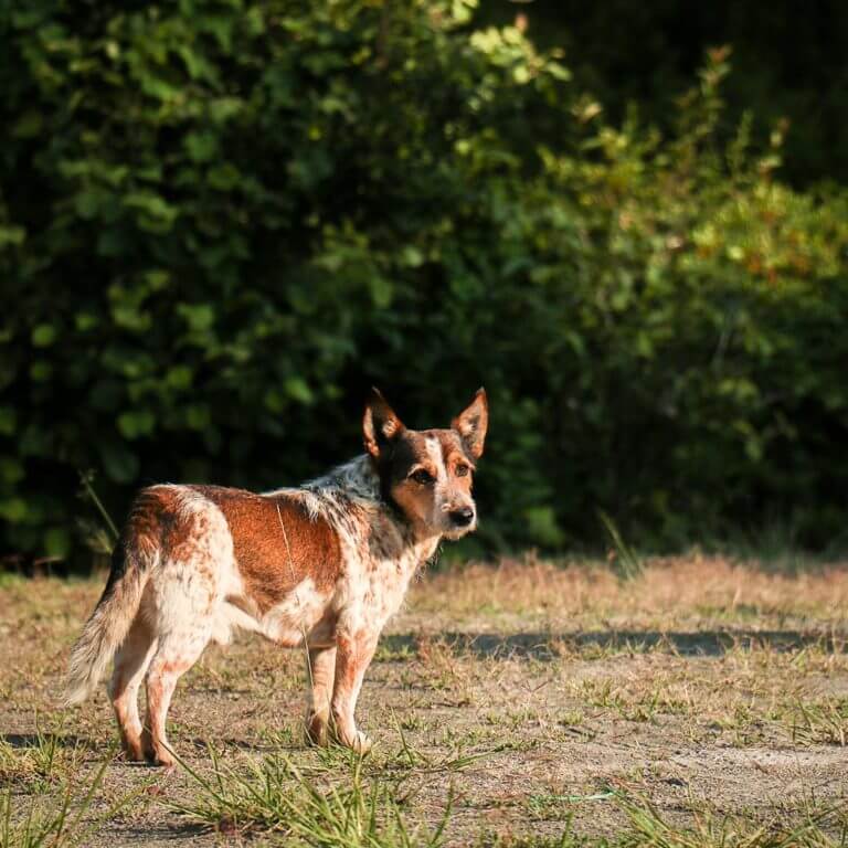 Cachorro Pousada Santa Catarina