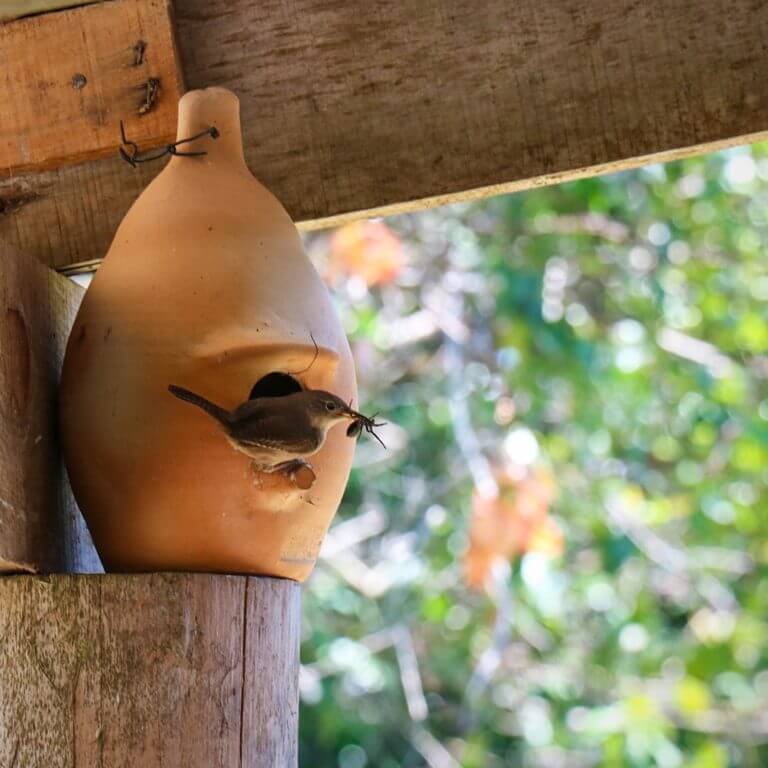 pássaro ninho bom retiro pousada