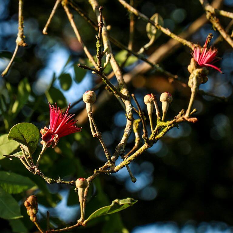 Flores Pousada Santa Catarina