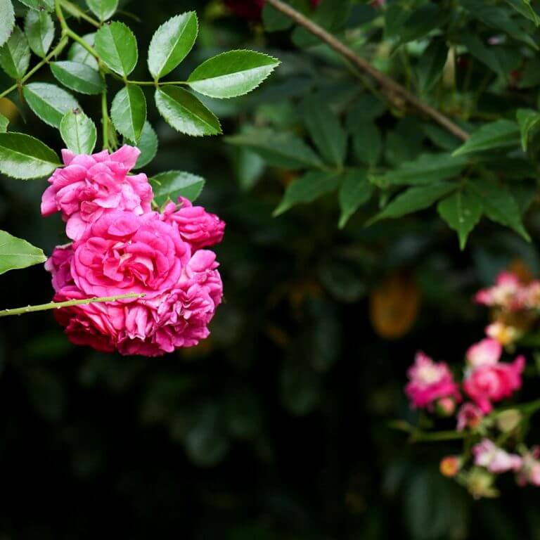 Rosa Pousada Santa Catarina